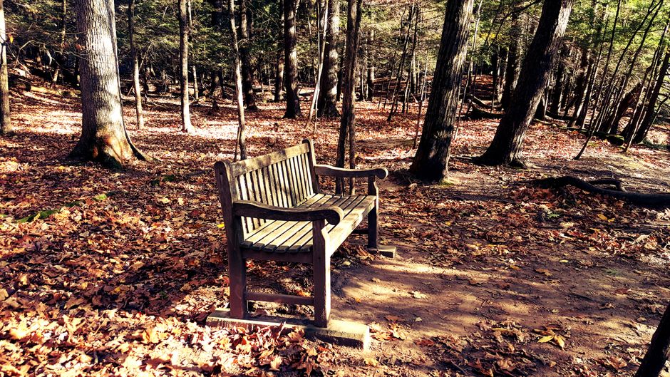 A serene wooden bench amidst autumn leaves and tall trees in a sunny forest park.